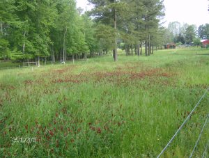a paddock broadcast with crimson clover