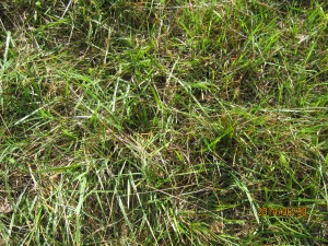 mystery grass 3